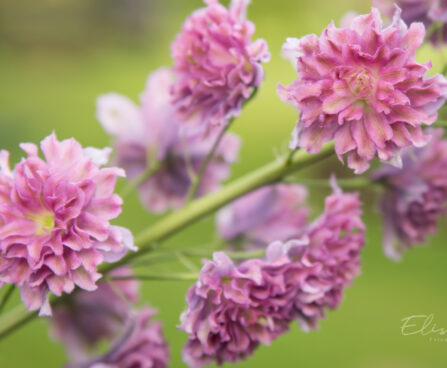 2319_8984_Delphinium__Highlander_Flamenco__5.JPG