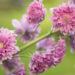 2319_8984_Delphinium__Highlander_Flamenco__5.JPG