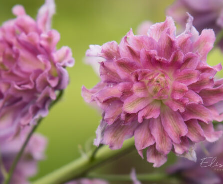 2319_8985_Delphinium__Highlander_Flamenco__6.JPG