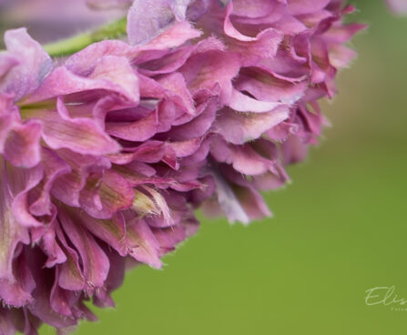 2319_8986_Delphinium__Highlander_Flamenco__7.JPG