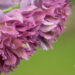 2319_8986_Delphinium__Highlander_Flamenco__7.JPG