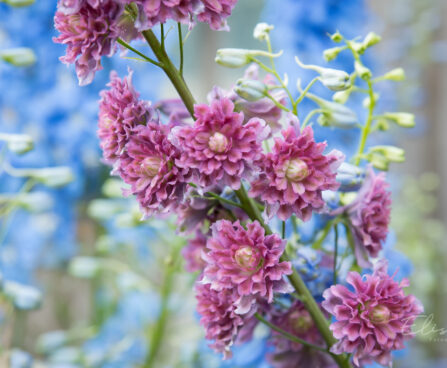 2319_8987_Delphinium__Highlander_Flamenco_.JPG