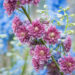 2319_8987_Delphinium__Highlander_Flamenco_.JPG