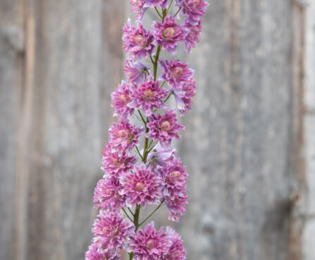 2319_8988_Delphinium__Highlander_Flamenco__2.JPG