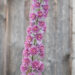 2319_8988_Delphinium__Highlander_Flamenco__2.JPG