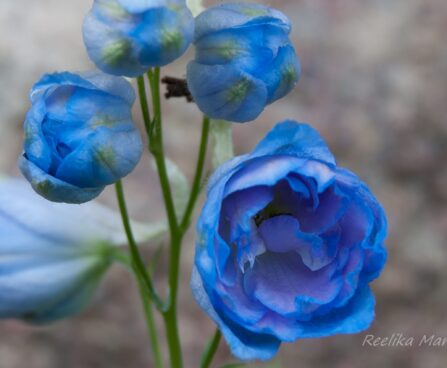 2320_4542_Delphinium_elatum_Wishful_Thinking_1.jpg