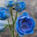 2320_4542_Delphinium_elatum_Wishful_Thinking_1.jpg