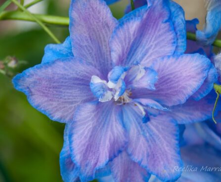 2320_7868_Delphinium_elatum_Wishful_Thinking__2.JPG