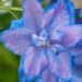 2320_7868_Delphinium_elatum_Wishful_Thinking__2.JPG