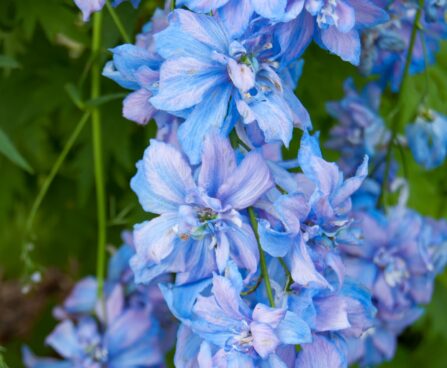 2320_7869_Delphinium_elatum_Wishful_Thinking_.JPG
