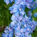 2320_7869_Delphinium_elatum_Wishful_Thinking_.JPG