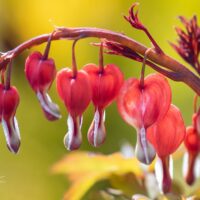 2324_10005_Dicentra_spectabilis_Valentine_murtudsuda_3.jpg