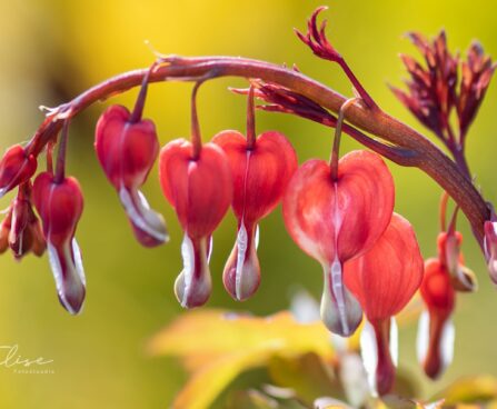 2324_10005_Dicentra_spectabilis_Valentine_murtudsuda_3.jpg