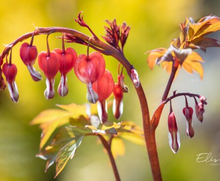 2324_10006_Dicentra_spectabilis_Valentine_murtudsuda_2.jpg