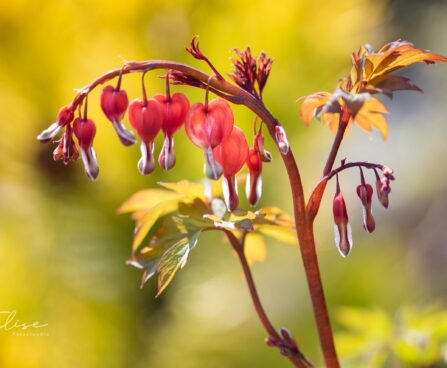 2324_10007_Dicentra_spectabilis_Valentine_murtudsuda.jpg