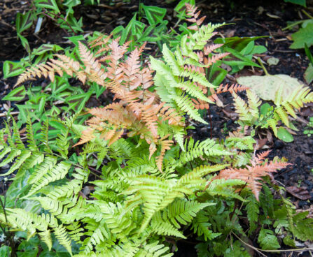 Dryopteris erythrosora `Brilliance` .jpg
