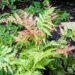 Dryopteris erythrosora `Brilliance` .jpg