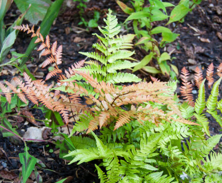 Dryopteris erythrosora `Brilliance`