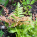 Dryopteris erythrosora `Brilliance`