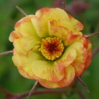 2334_7177_Geum_Tequila_Sunrise_Photo_Darwinplants.jpg