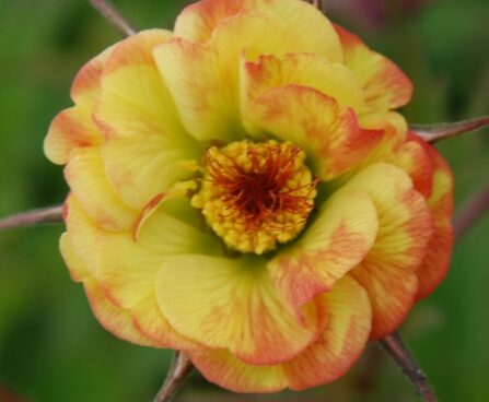 2334_7177_Geum_Tequila_Sunrise_Photo_Darwinplants.jpg