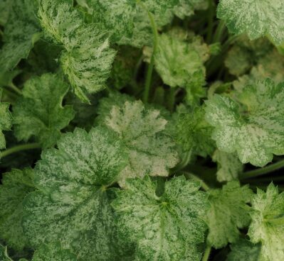 2344_7205_Heuchera_Frosty_Morn_Photo_Darwinplants.jpg