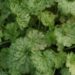 2344_7205_Heuchera_Frosty_Morn_Photo_Darwinplants.jpg
