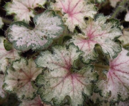 2344_7206_Heuchera_Frosty_Morn1_Photo_Darwinplants.jpg