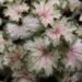 2344_7206_Heuchera_Frosty_Morn1_Photo_Darwinplants.jpg