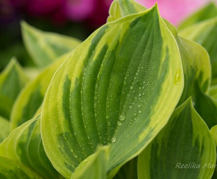 2359_8224_Hosta_Twilight_.JPG