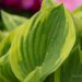 2359_8224_Hosta_Twilight_.JPG