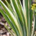 2364_8803_Iris_pallida_Albo_Variegata_.JPG