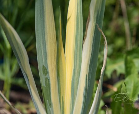 2365_8802_Iris_pallida_Aureo_Variegata_.JPG