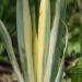 2365_8802_Iris_pallida_Aureo_Variegata_.JPG