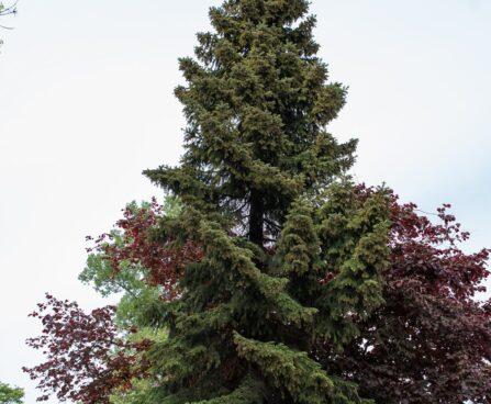 189_8473_Picea_omorika_.JPG