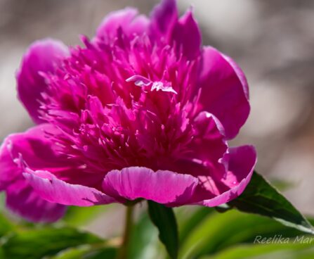 2371_8686_Paeonia_lactiflora_Purple_Spider__2.JPG