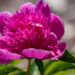2371_8686_Paeonia_lactiflora_Purple_Spider__2.JPG