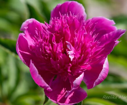 2371_8687_Paeonia_lactiflora_Purple_Spider_.JPG