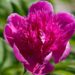 2371_8687_Paeonia_lactiflora_Purple_Spider_.JPG
