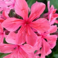 2373_7126_Phlox_paniculata_Cleopatra2__Photo_Darwinplants.jpg