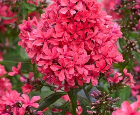 2373_7127_Phlox_paniculata_Cleopatra1_Photo_Darwinplants.jpg