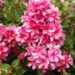 2373_7128_Phlox_paniculata_Cleopatra_Photo_Darwinplants.jpg