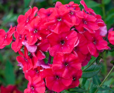 2375_7880_Phlox_paniculata_Strawberry_Daiquiri_.JPG