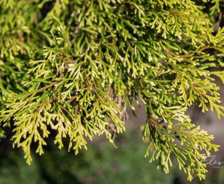 2385_9875_Microbiota_decussata_Goldspot__mikrobioota_2.jpg