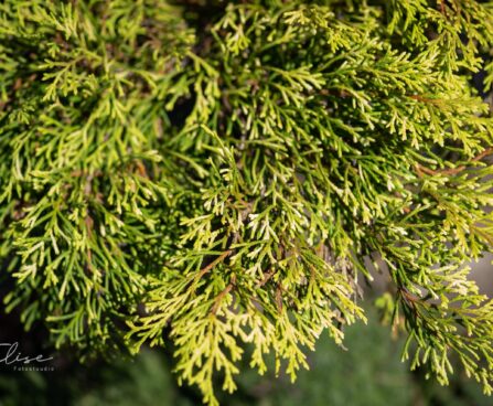 2385_9876_Microbiota_decussata_Goldspot__mikrobioota.jpg