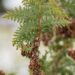 2401_7022_Thuja_occidentalis_Spiralis_.JPG