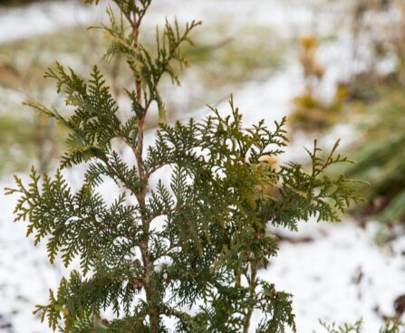 2401_7023_Thuja_occidentalis_Spiralis__3.JPG