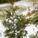 2401_7023_Thuja_occidentalis_Spiralis__3.JPG