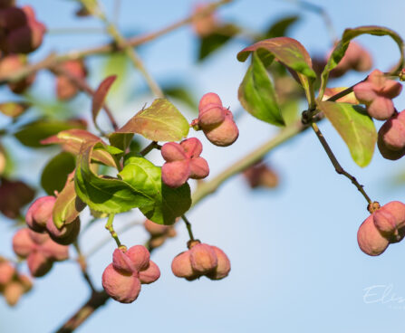 2408_9130_Euonymus_europaeus_Scarlet_Wonder_.JPG