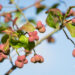 2408_9130_Euonymus_europaeus_Scarlet_Wonder_.JPG